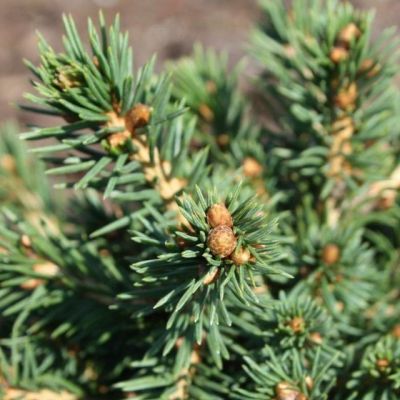 Ель обыкновенная `Максвелли` Ель обыкновенная `Максвелли` фото