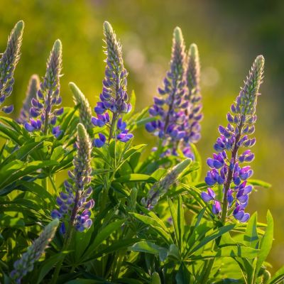 Люпин Шлосфрау Люпин Шлосфрау - Dolina-Sad.Ru