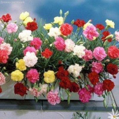 Гвоздика садовая гренадин СЕВЕРНОЕ СИЯНИЕ Гвоздика садовая гренадин СЕВЕРНОЕ СИЯНИЕ фото