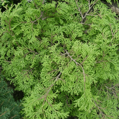 Кипарисовик туполистный Драт Кипарисовик туполистный Драт фото