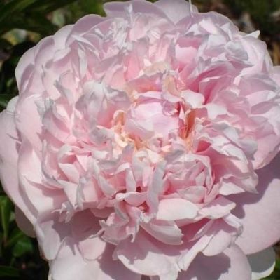 Пион Ла Белл/Шарль Левек Пион Ла Белл/Шарль Левек фото