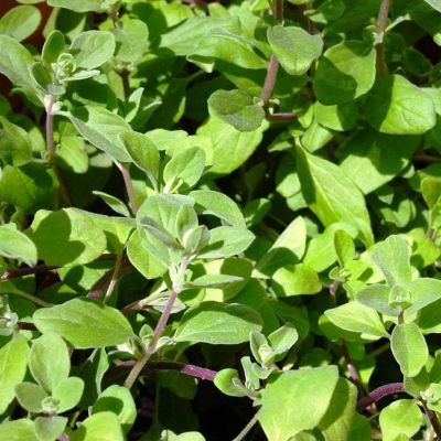 Майоран Лакомка Майоран Лакомка фото