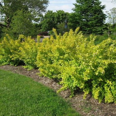 Пузыреплодник Наггет, С2 Пузыреплодник Наггет, С2 - Dolina-Sad.Ru