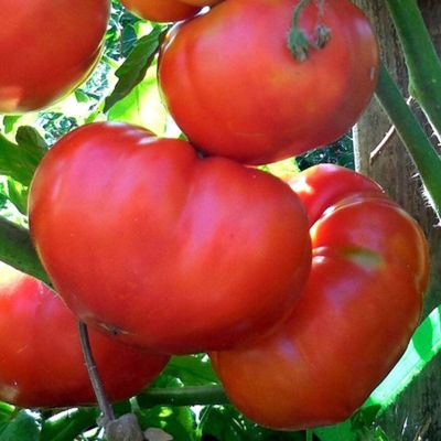 Томат Сибиряк F1 автор. Томат Сибиряк F1 автор. - Dolina-Sad.Ru
