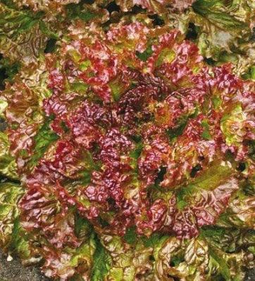 Салат Рубин Салат Рубин фото