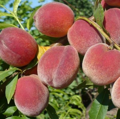 Персик Фаворит Мореттини - Dolina-Sad.Ru