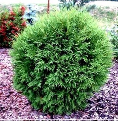 Туя западная Литл Чемпион Туя западная Литл Чемпион фото