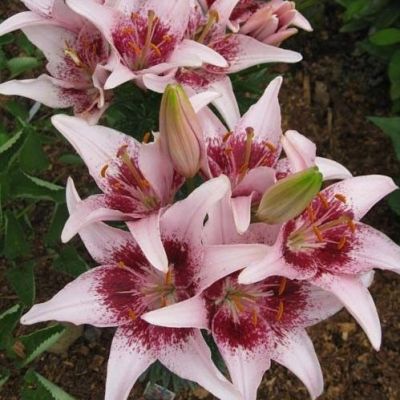 Лилия Дот Ком Лилия Дот Ком фото