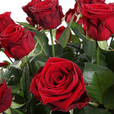 Роза Ред Наоми Роза Ред Наоми - Dolina-Sad.Ru