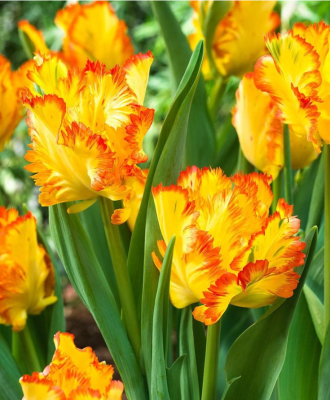 Тюльпан Карибиан Пэррот Тюльпан Карибиан Пэррот фото