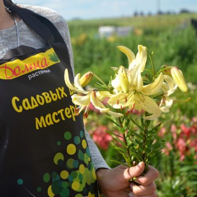 Лилия Свит Саррендер Лилия Свит Саррендер фото