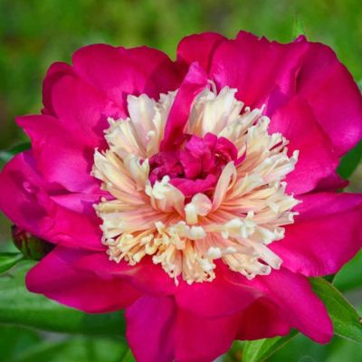 Пион Топ Хат Пион Топ Хат - Dolina-Sad.Ru