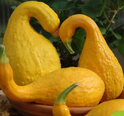 Тыква Декоративная Гуси-Лебеди Тыква Декоративная Гуси-Лебеди фото
