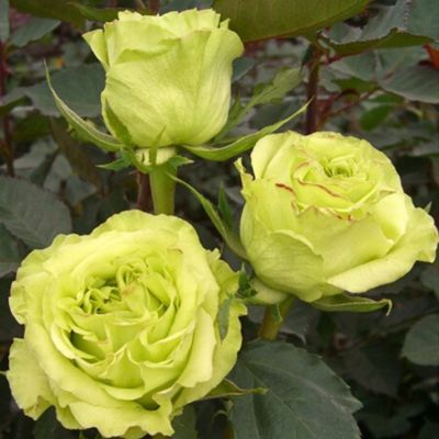 Роза Супер Грин Роза Супер Грин - Dolina-Sad.Ru