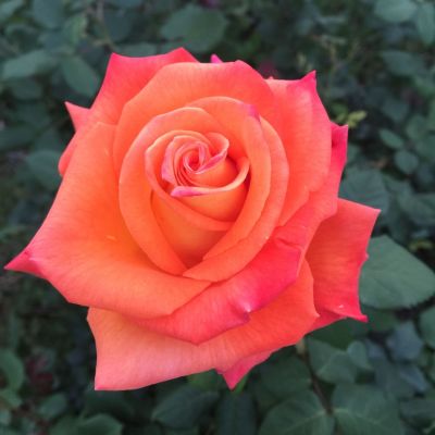 Роза Коралин - Dolina-Sad.Ru