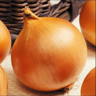 Лук репчатый Стригуновский местный фото