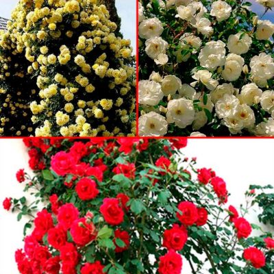 Микс Плетистых Роз (1+1=3) Микс Плетистых Роз (1+1=3) фото