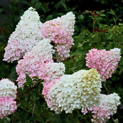 Гортензия метельчатая Литл Блоссом, С2 Гортензия метельчатая Литл Блоссом, С2 - Dolina-Sad.Ru