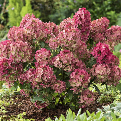 Гортензия метельчатая Петит Стар, С1,5 Гортензия метельчатая Петит Стар, С1,5 - Dolina-Sad.Ru