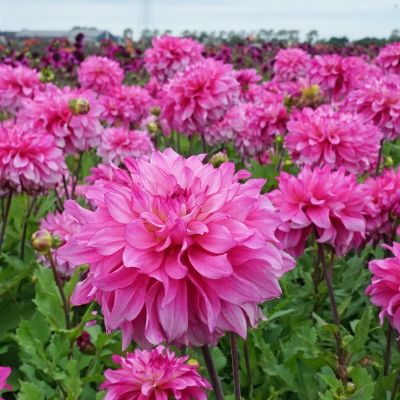 Георгина Лизз Байдж - Dolina-Sad.Ru