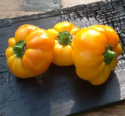 Перец Золотой Дождь Перец Золотой Дождь фото