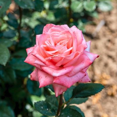 Роза Пикуба в горшке - Dolina-Sad.Ru