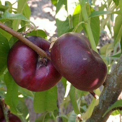 Нектарин Данат Нектарин Данат - Dolina-Sad.Ru