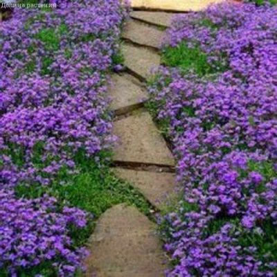 Обриета Кемпбелл, крупноцветковая Обриета Кемпбелл, крупноцветковая фото