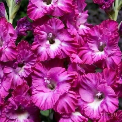 Гладиолус Наблус Фриззл Гладиолус Наблус Фриззл - Dolina-Sad.Ru