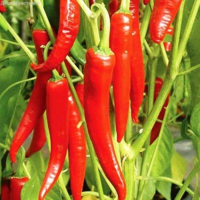 Перец Кинжал( острый) фото