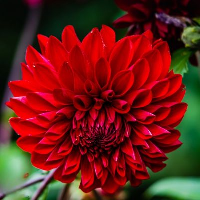 Георгина Карма Амора Георгина Карма Амора - Dolina-Sad.Ru