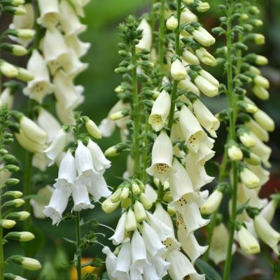 Наперстянка Виртуозо Крем - Dolina-Sad.Ru