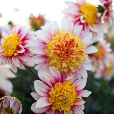 Георгина Полька - Dolina-Sad.Ru