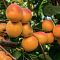 Абрикос Восторг Абрикос Восторг - Dolina-Sad.Ru