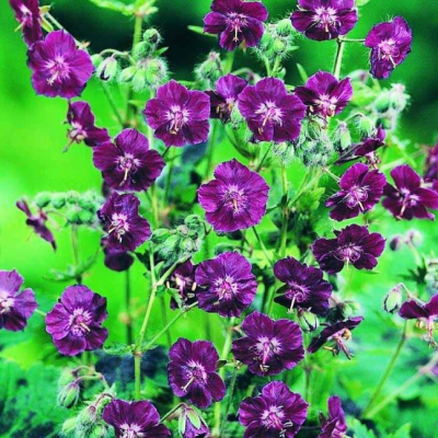 Герань тёмно-бурая Ливидум Герань тёмно-бурая Ливидум фото