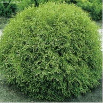 Туя западная Литл Чемпион Туя западная Литл Чемпион фото