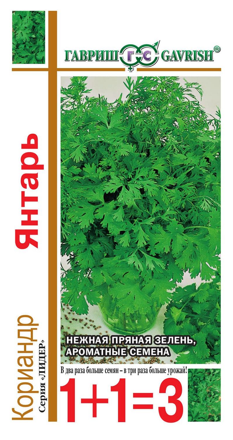 Кориандр Янтарь 1+1 Кориандр Янтарь 1+1 фото