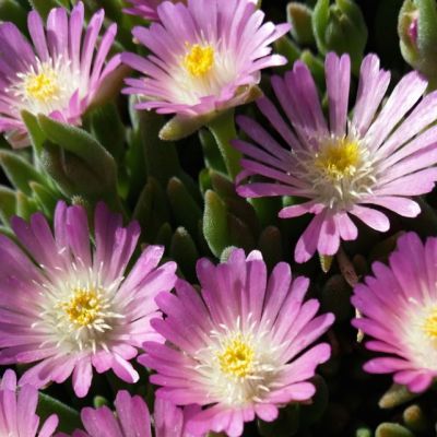 Делосперма Джевел оф Десерт Роузкварц Делосперма Джевел оф Десерт Роузкварц фото