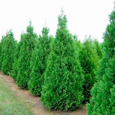 Туя западная Спиралис Туя западная Спиралис - Dolina-Sad.Ru