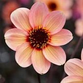 Георгина Фёрст Лав - Dolina-Sad.Ru