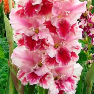 Гладиолус Дрими Крими Гладиолус Дрими Крими - Dolina-Sad.Ru