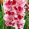 Гладиолус Дрими Крими Гладиолус Дрими Крими - Dolina-Sad.Ru