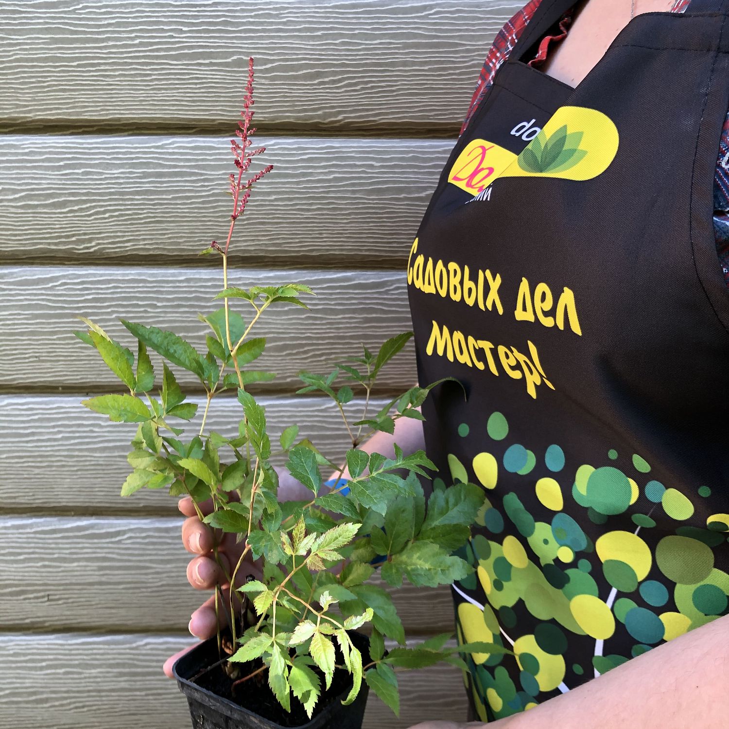 Астильба Арендса Глют Астильба Арендса Глют фото