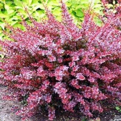 Барбарис Тунберга Кармен Барбарис Тунберга Кармен фото