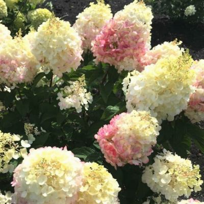 Гортензия метельчатая Литл Блоссом, С2 Гортензия метельчатая Литл Блоссом, С2 - Dolina-Sad.Ru