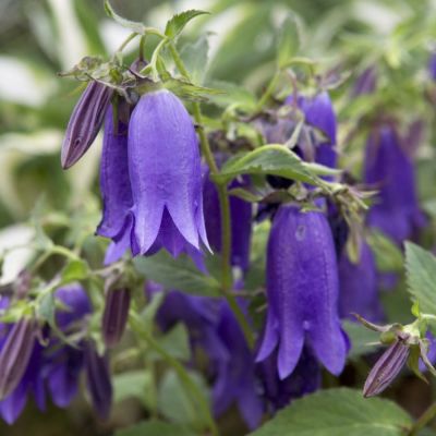 Колокольчик Кент Бель - Dolina-Sad.Ru