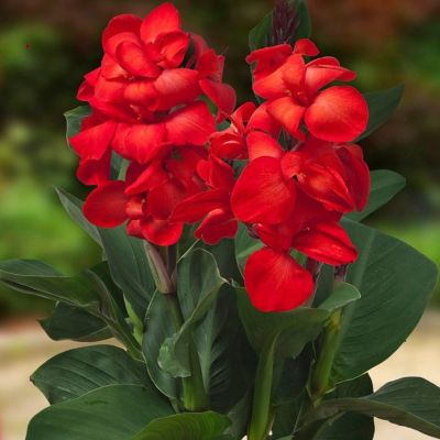 Канна Хеппи Джулия - Dolina-Sad.Ru