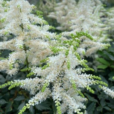 Астильба гибридная Изи Лисенинг Астильба гибридная Изи Лисенинг - Dolina-Sad.Ru