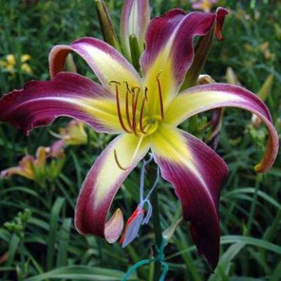 Лилейник Апплика Лилейник Апплика фото