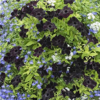 Петуния Патиа Блэк то Блэк - Dolina-Sad.Ru